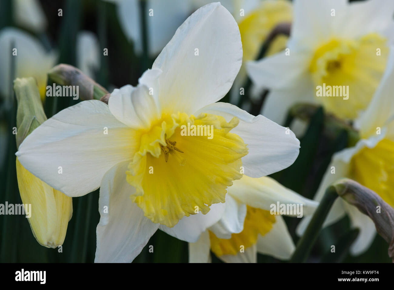 Narzissen blühen im Frühjahr in einem Englischen Garten in Nahaufnahme mit weißen und gelben Blüten und grün Stängel. Stockfoto