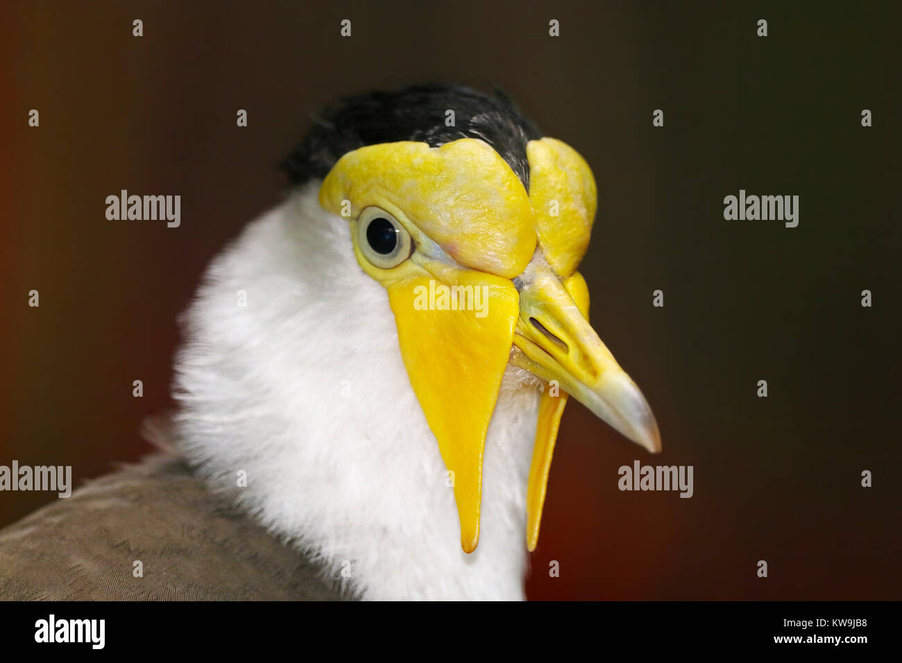 Seltsame Kopf einer maskierten Kiebitz (vanellus Meilen) im Profil anzeigen Stockfoto