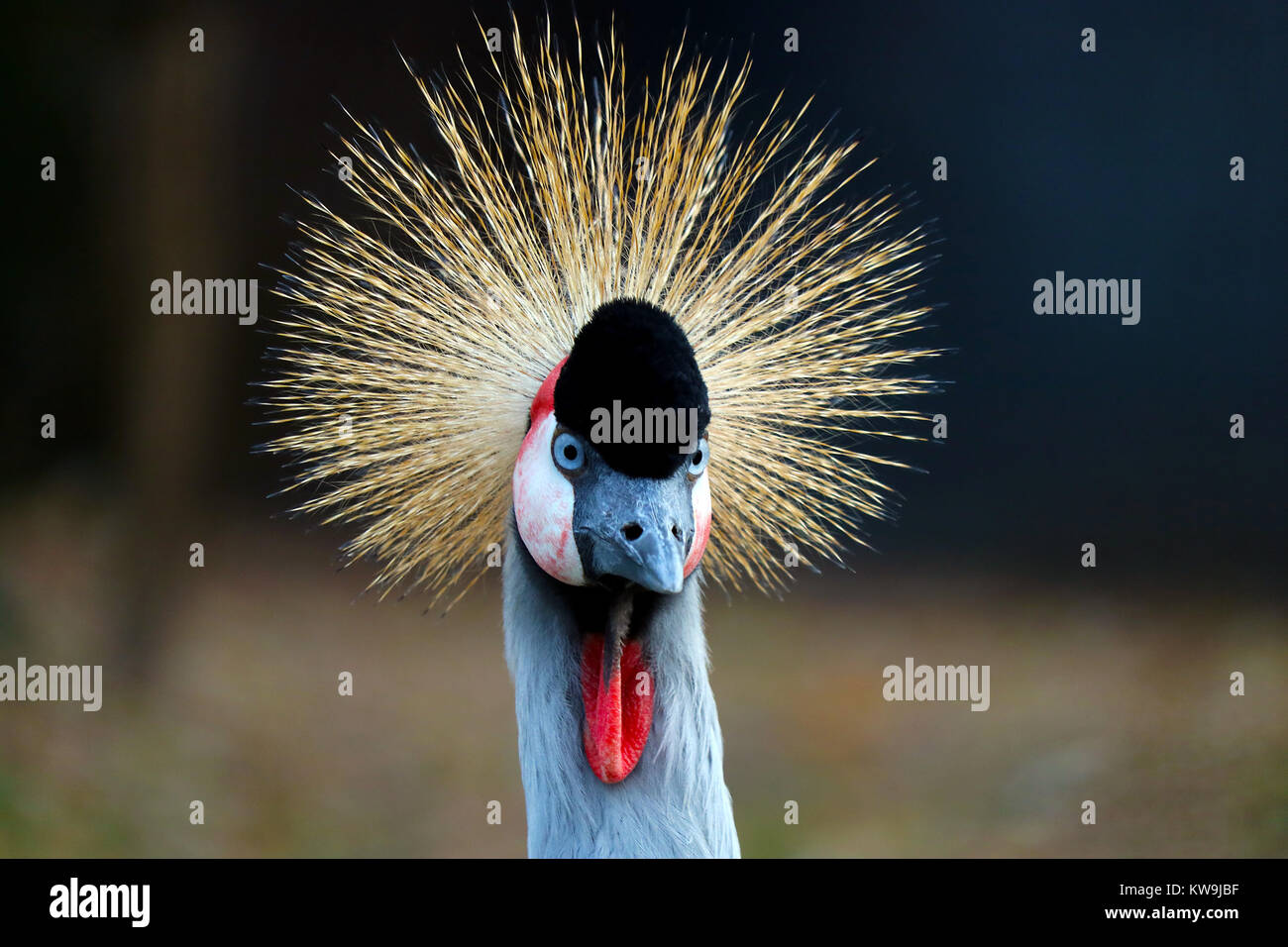 Kopf in der Vorderansicht mit einer radialen Kamm eines Schwarzen gekrönt Kran (Balearica pavonina) scheint in der hellen Sonne Stockfoto