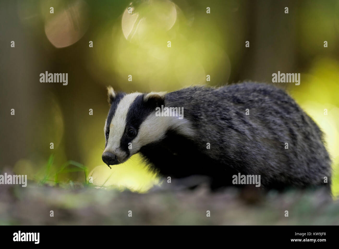 Eurasischer Dachs Stockfoto