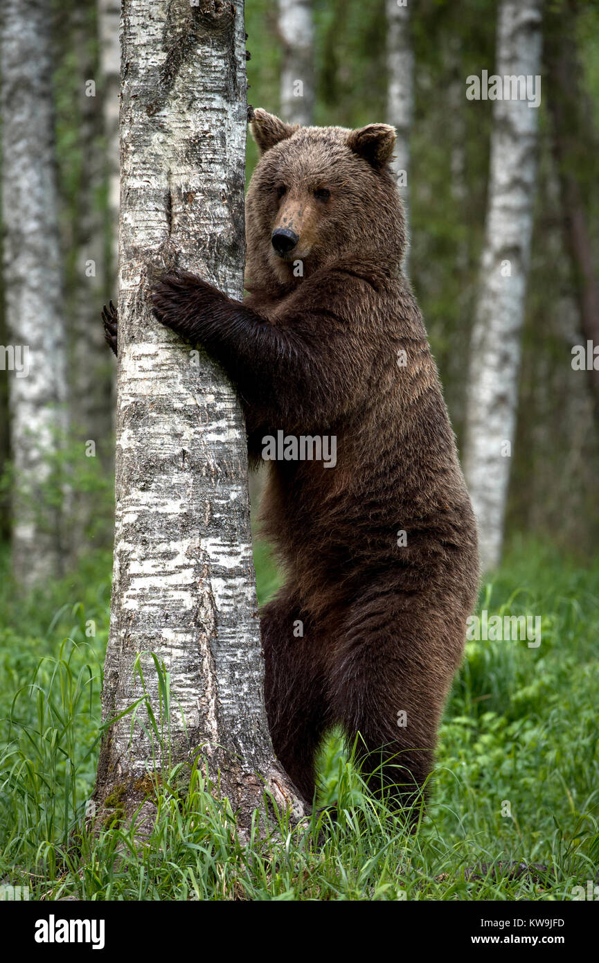 Eurasischer Braunbär, Finnland Stockfoto