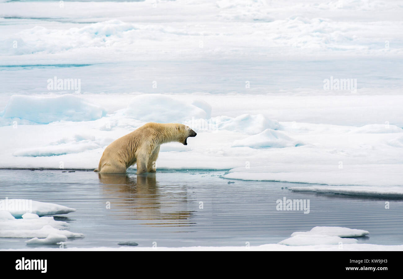 Polar Bear, Spitzbergen. Stockfoto