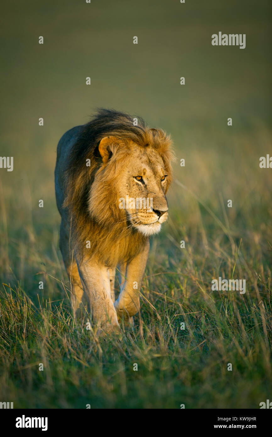 Afrikanischer Löwe in der Morgendämmerung Stockfoto