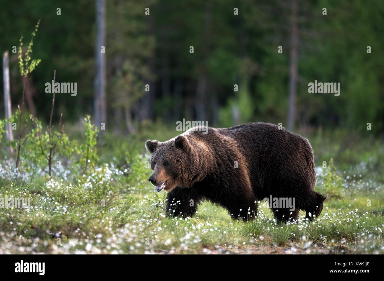 Eurasischer Braunbär, Finnland, Stockfoto