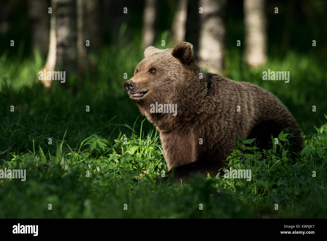 Eurasischer Braunbär, Finnland Stockfoto