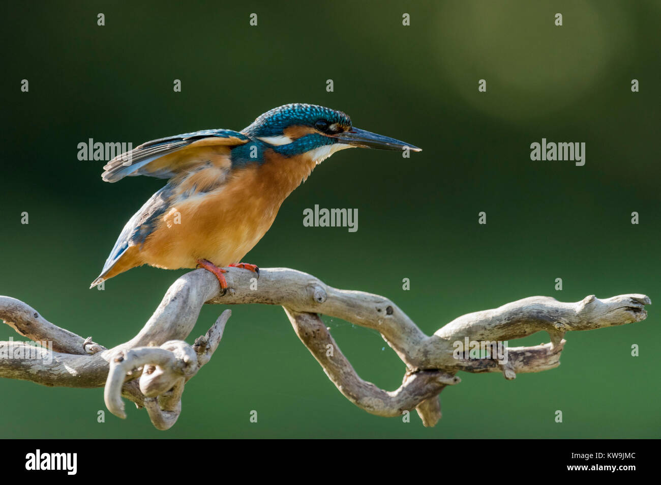 Eisvogel Stockfoto