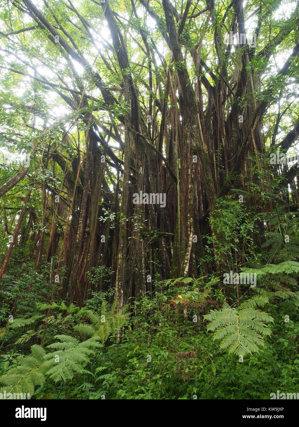Licht fällt durch die Baumkronen des Banyan Tree, Regenwald in Akaka Falls State Park, Big Island, Hawaii Stockfoto