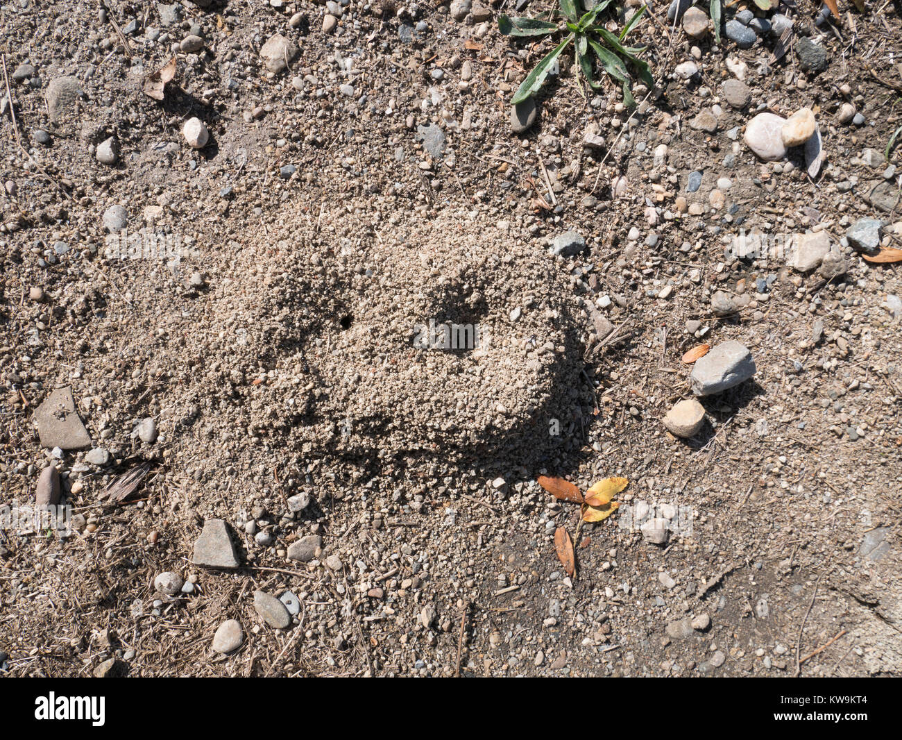 Abgebrochene ants Nest von Grit im trockenen Bereich im Languedoc, Südfrankreich Stockfoto