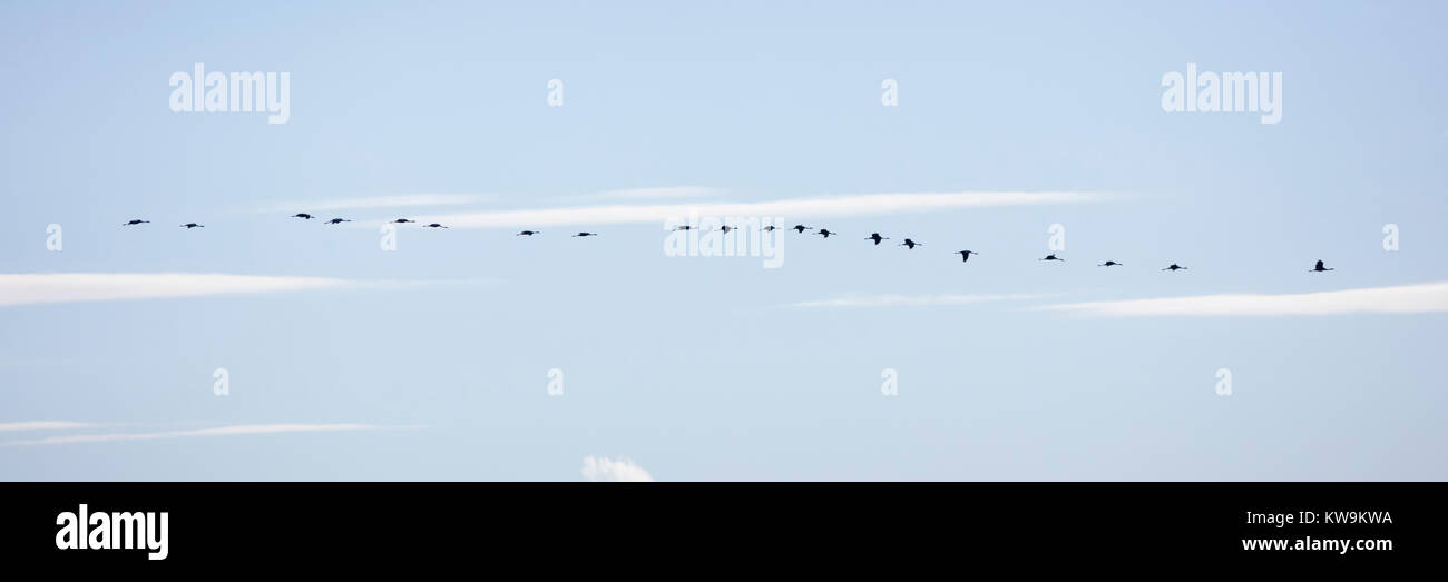 Kräne in den Himmel fliegen, Nationalpark Vorpommersche Boddenlandschaft, Fischland-Darß-Zingst, Mecklenburg-Vorpommern, Deutschland, Europa, Stockfoto
