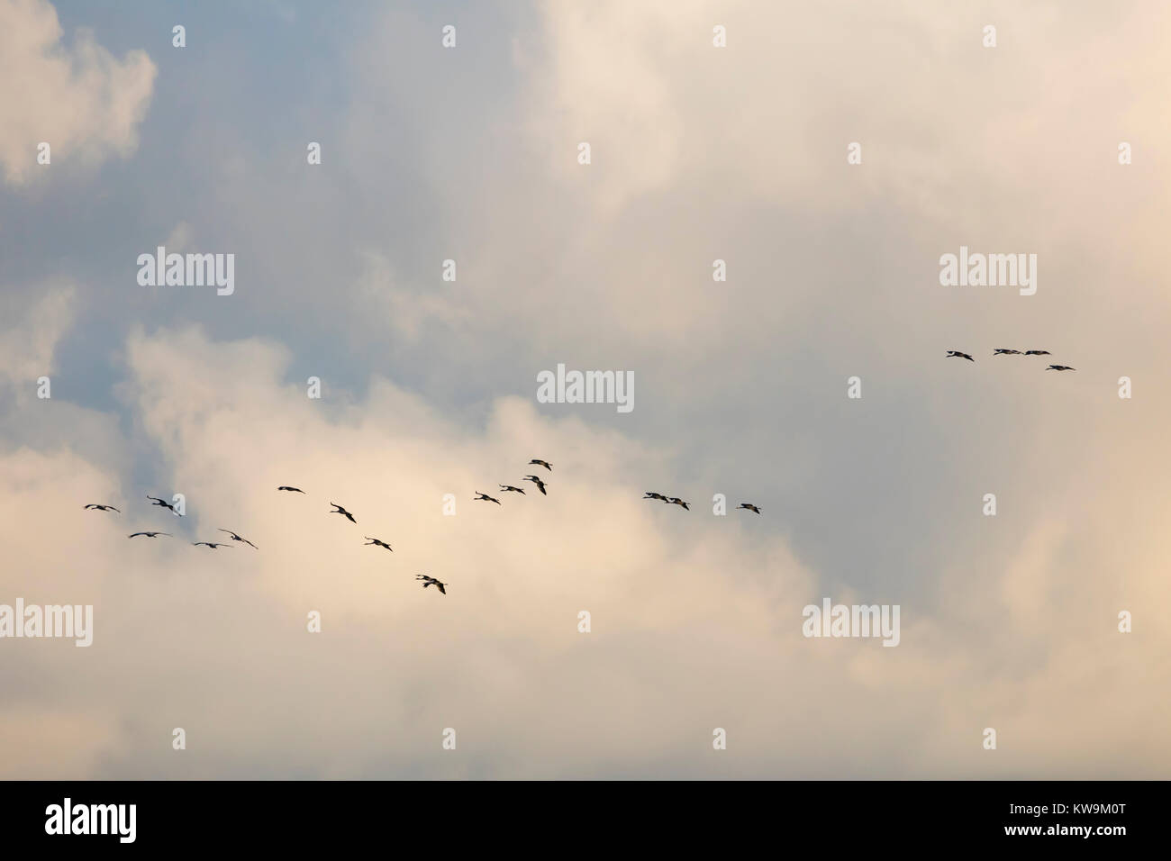 Kräne in den Himmel fliegen, Nationalpark Vorpommersche Boddenlandschaft, Fischland-Darß-Zingst, Mecklenburg-Vorpommern, Deutschland, Europa Stockfoto