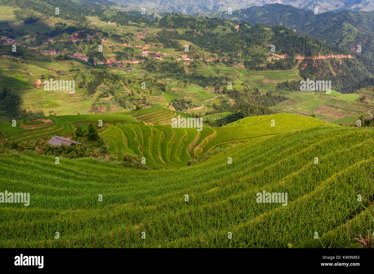 Schöne Aussicht Longsheng Reis Terrassen in der Nähe der Der dazhai Village in der Provinz Guangxi, China; Konzept für Reisen in China. Stockfoto