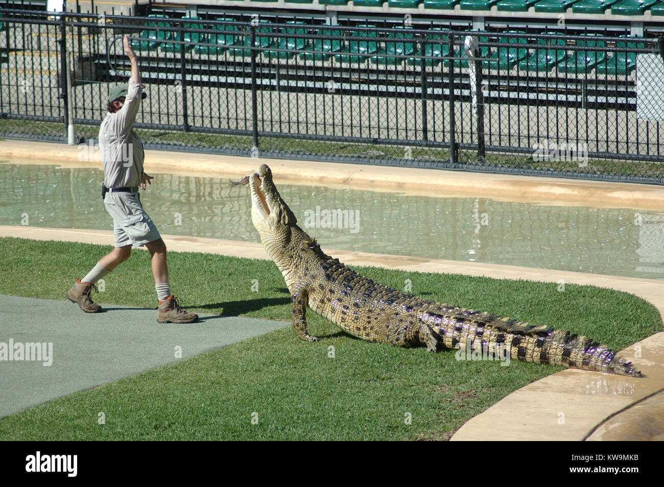 BEERWAH, Australien, 27. Februar, ein Wächter an den Australia Zoo Feeds ein Erwachsener Australier Süßwasser Krokodil, Crocodylus johnstoni, am 27. Februar 2010, in Beerwah, Australien. Stockfoto