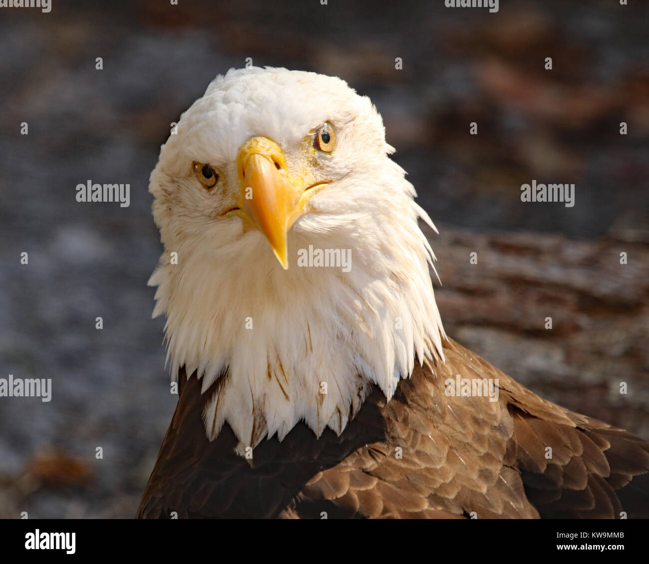 Weißkopfseeadler Nahaufnahme Gesicht mit Ausdruck Stockfoto