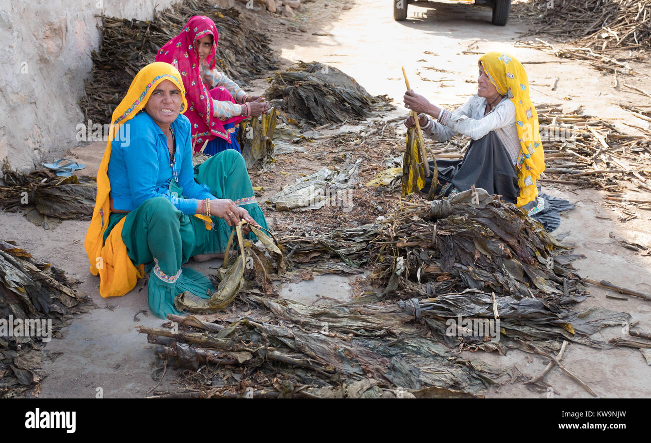 Drei Frauen sortieren Tabakblätter bei Rusi Rani Dorf im Norden Indiens. Stockfoto