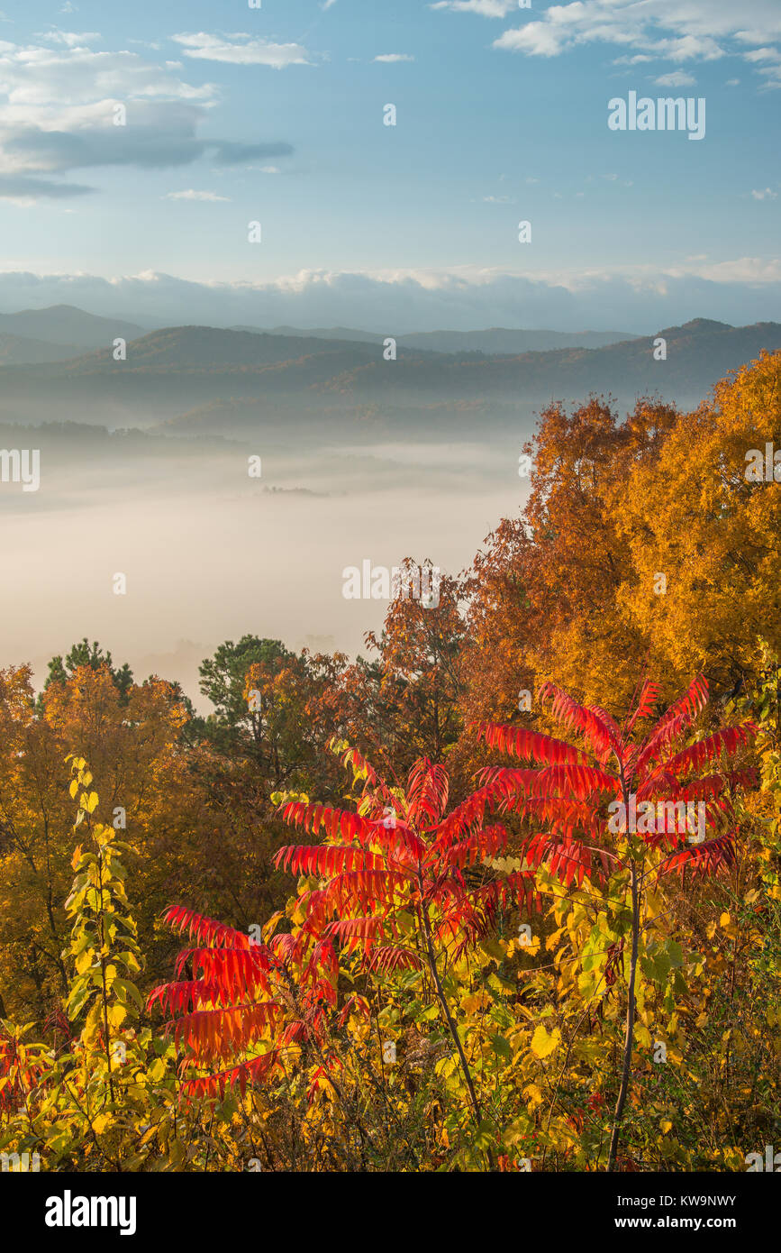 Herbstliche Farben, Great Smoky Mountains, Tennessee, USA von Bill Lea/Dembinsky Foto Assoc Stockfoto