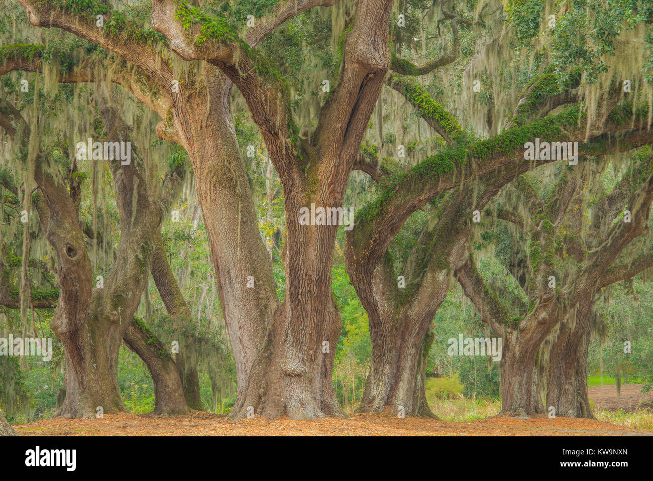 S moos Fotos und Bildmaterial in hoher Auflösung Alamy