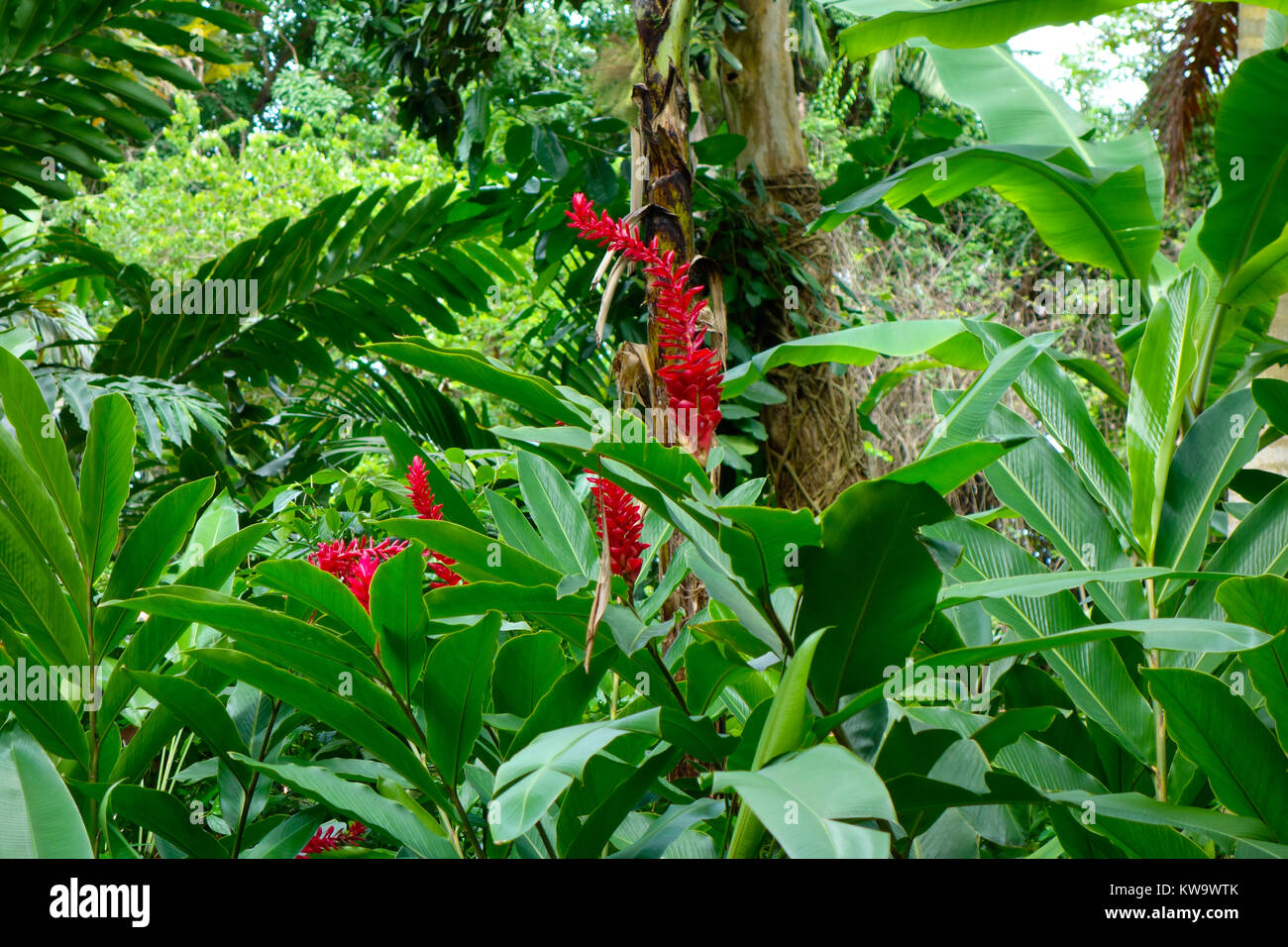 Konoko fällt ocho rios Fotos und Bildmaterial in hoher Auflösung Alamy