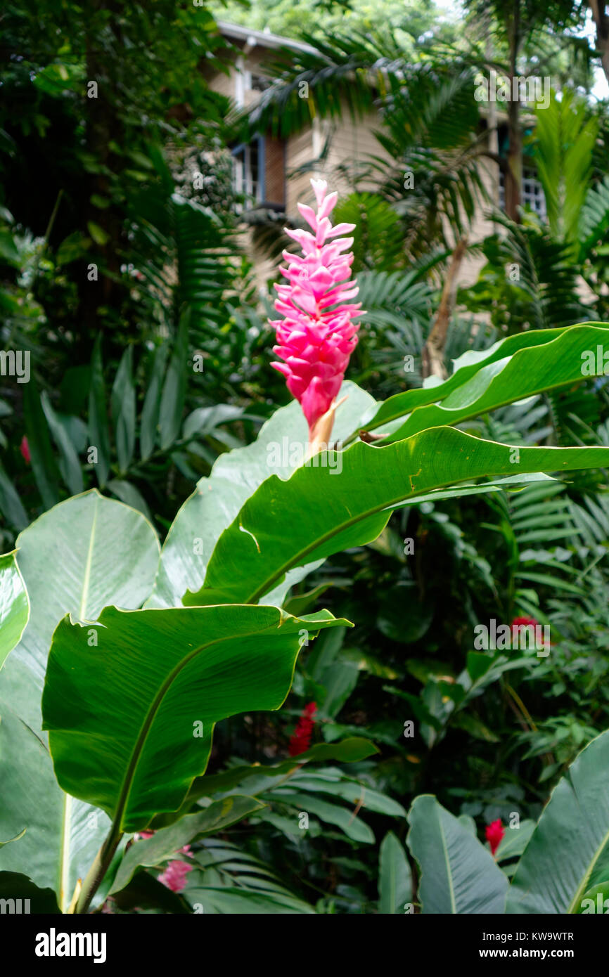 Konoko fällt ocho rios -Fotos und -Bildmaterial in hoher Auflösung – Alamy