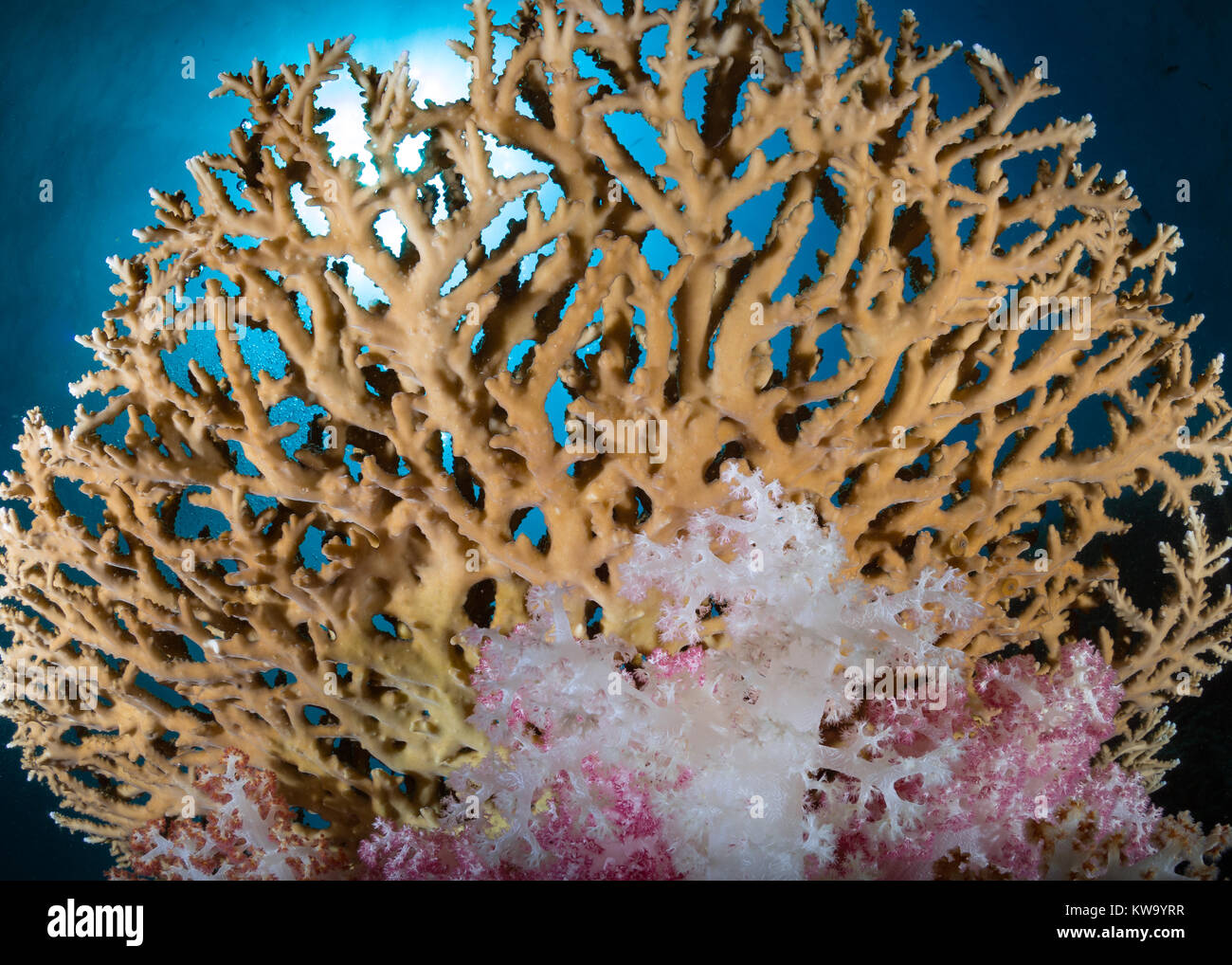 Harte Korallen von Koh Sarang Stockfoto
