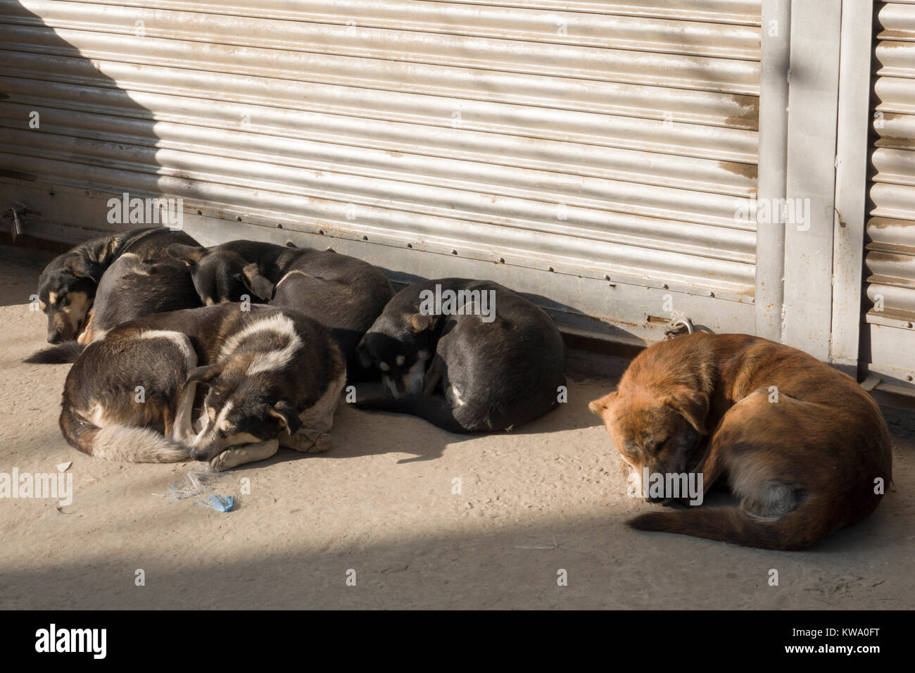 Packung mit Street Dogs im Winter in Kathmandu, Nepal schlafen Stockfoto