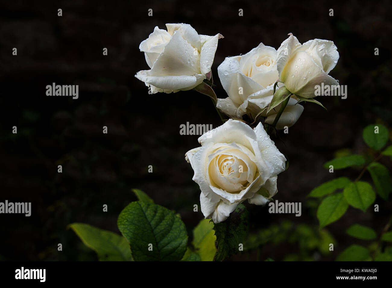 Eine Reihe von weißen Rosen wachsen außerhalb mit Regen fällt auf die Blüten Stockfoto