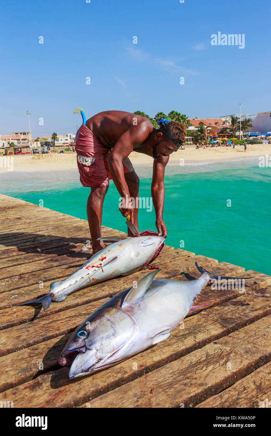 Lokaler Mann Ausnehmen eines frisch gefangenen Thunfisch auf dem Pier in Santa Maria, Insel Sal, Salina, Kap Verde, Afrika Stockfoto