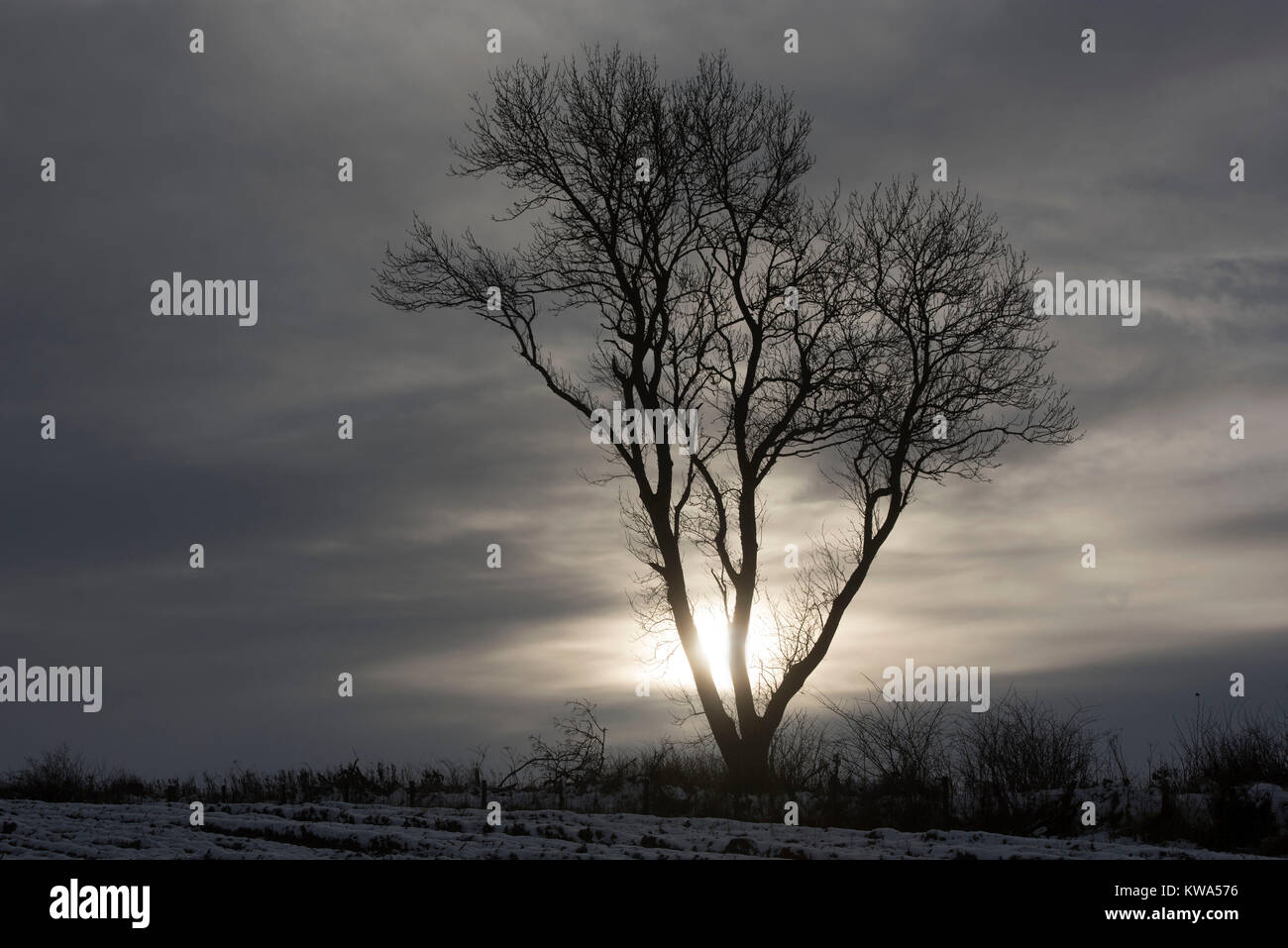 Ein einsamer Baum seine Blätter Summercrop Gesichter die Strapazen eines schottischen Winter Wetter verloren. Stockfoto