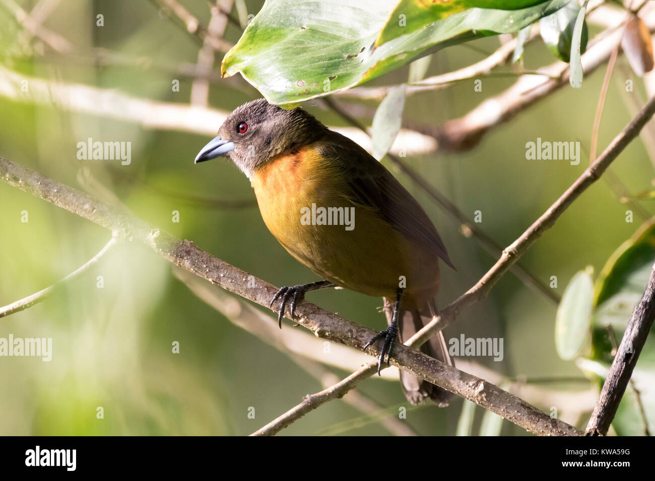 Weibliche Mellie Tanager thront auf einem Zweig Stockfoto