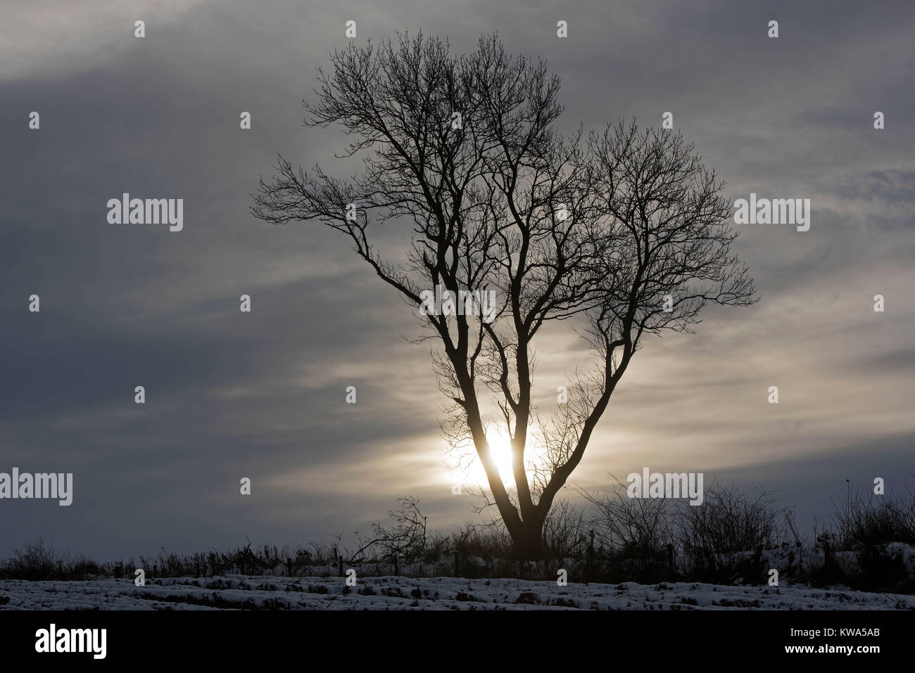 Ein einsamer Baum seine Blätter Summercrop Gesichter die Strapazen eines schottischen Winter Wetter verloren. Stockfoto