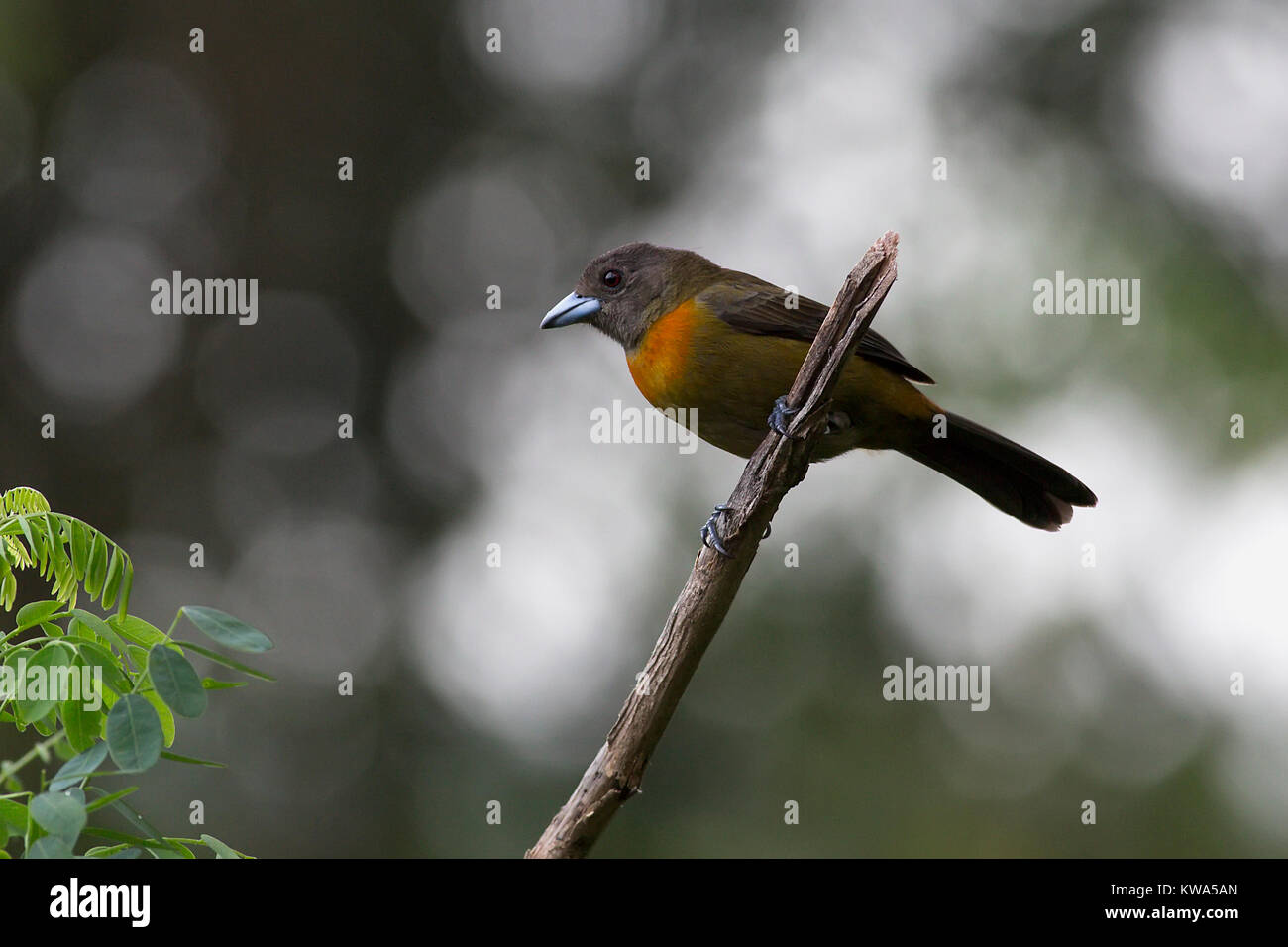 Weibliche Mellie Tanager thront auf einem Zweig Stockfoto