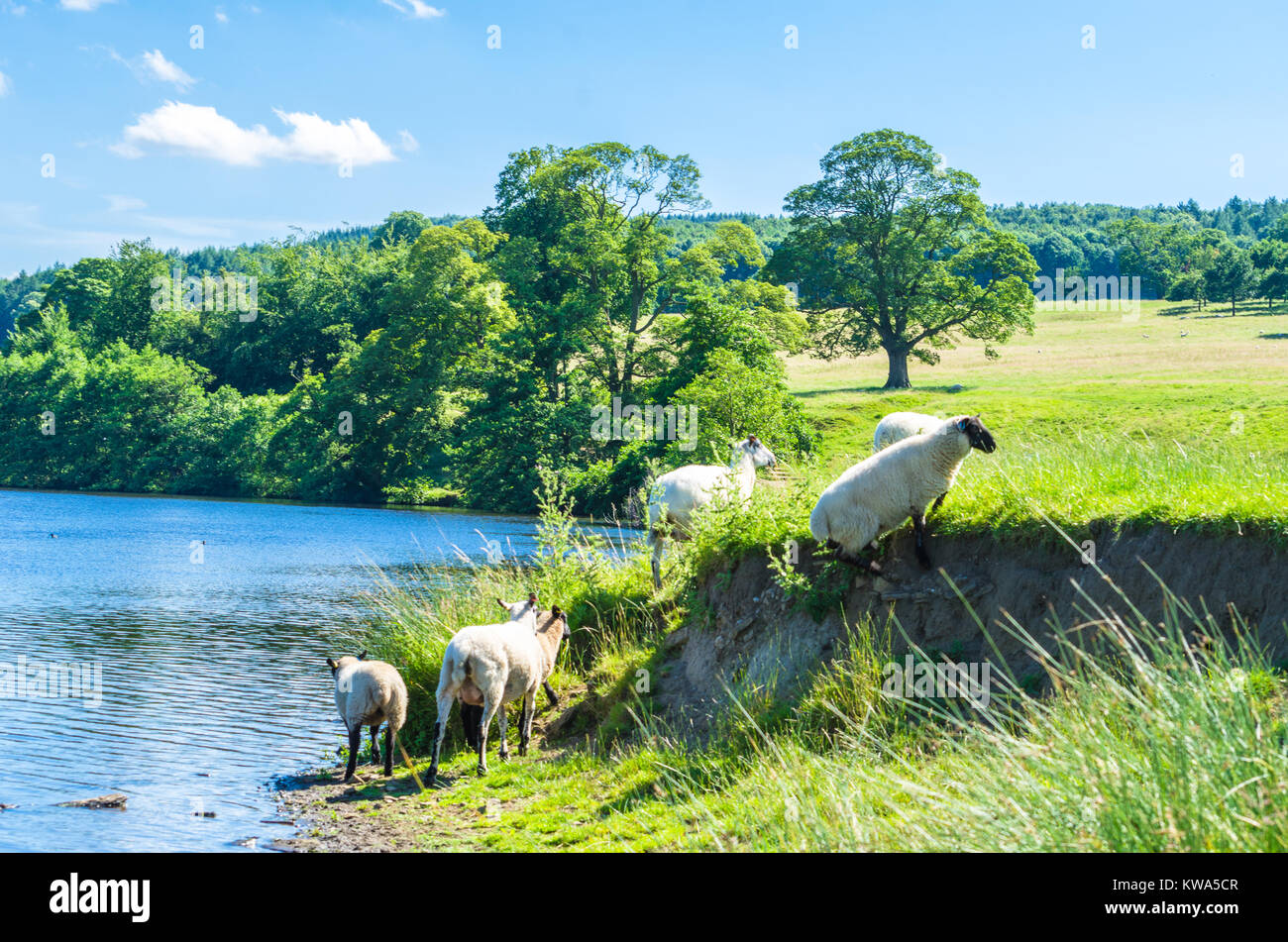 Schafe von einem idyllischen Fluss Derwent im Sommer im englischen Peak District, Derbyshire. Stockfoto