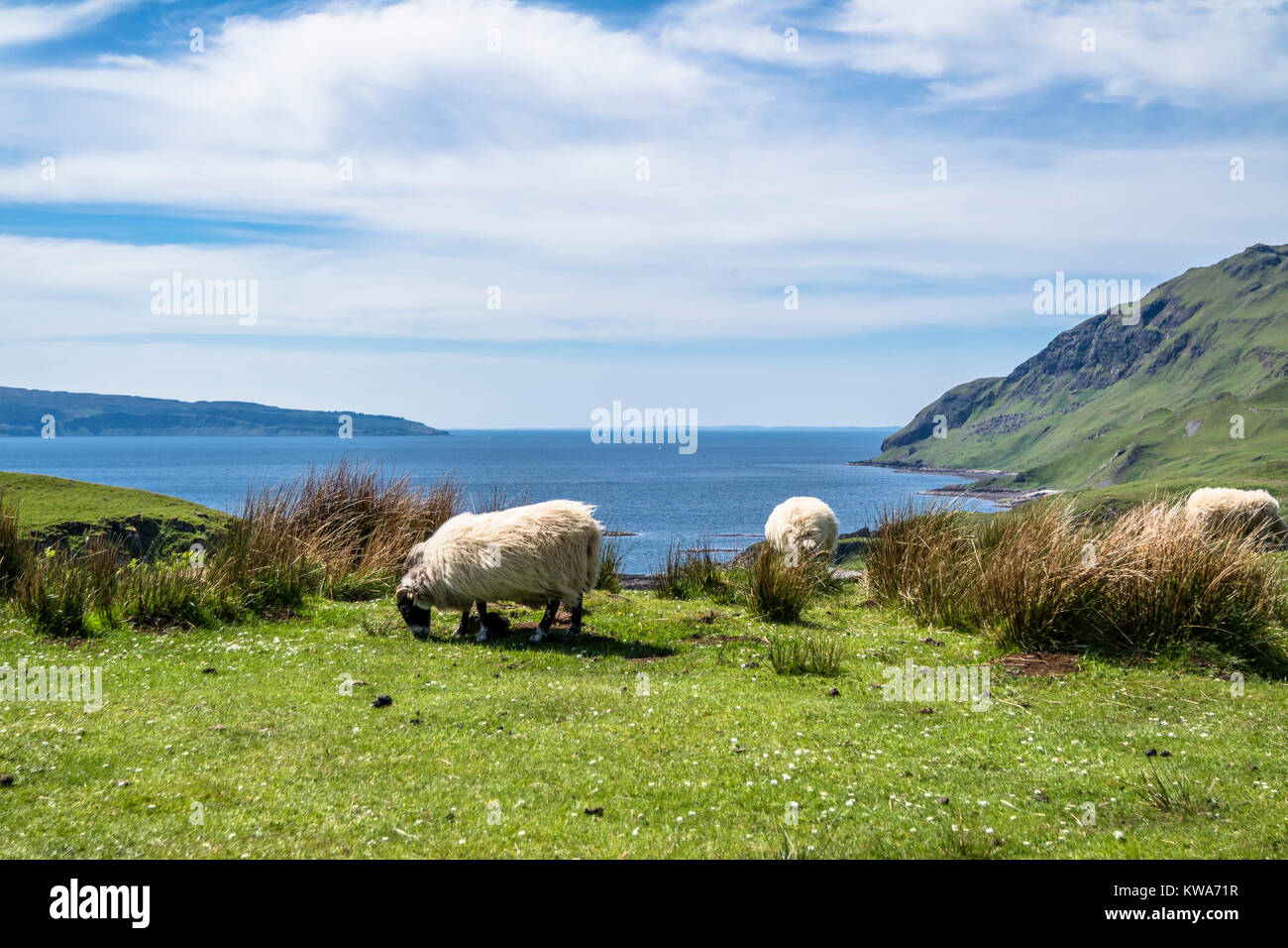 Schaf- und die Ziegenhaltung in der Bucht namens Camas nan Geall, Ardnamurchan, Schottland Stockfoto