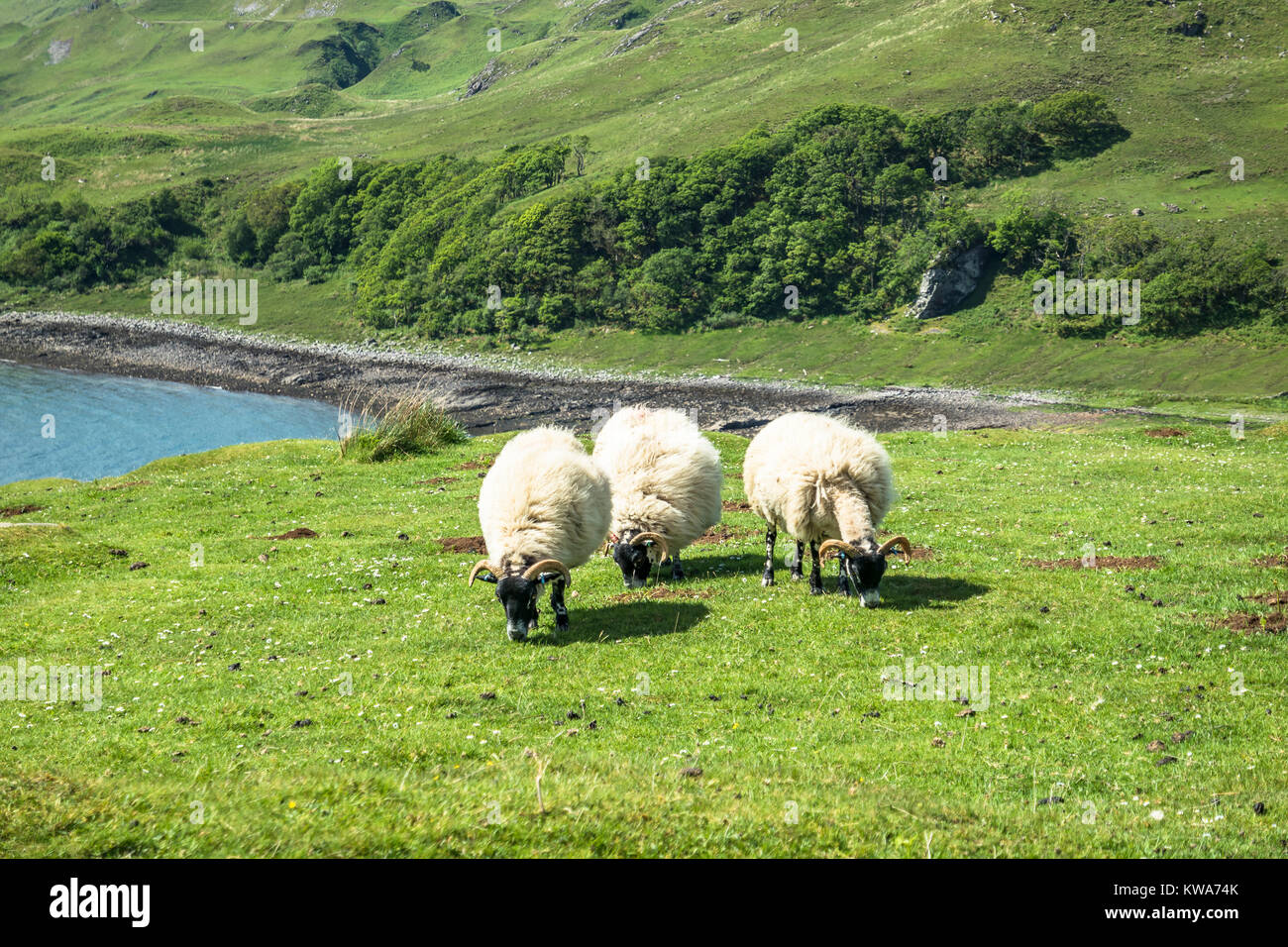 Schaf- und die Ziegenhaltung in der Bucht namens Camas nan Geall, Ardnamurchan, Schottland Stockfoto