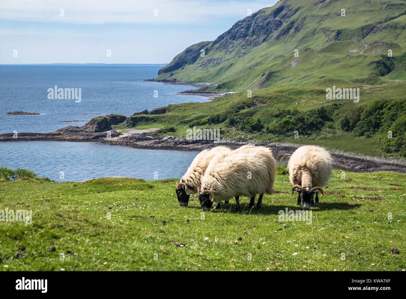 Schaf- und die Ziegenhaltung in der Bucht namens Camas nan Geall, Ardnamurchan, Schottland Stockfoto