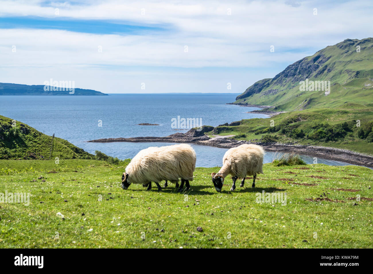 Schaf- und die Ziegenhaltung in der Bucht namens Camas nan Geall, Ardnamurchan, Schottland Stockfoto