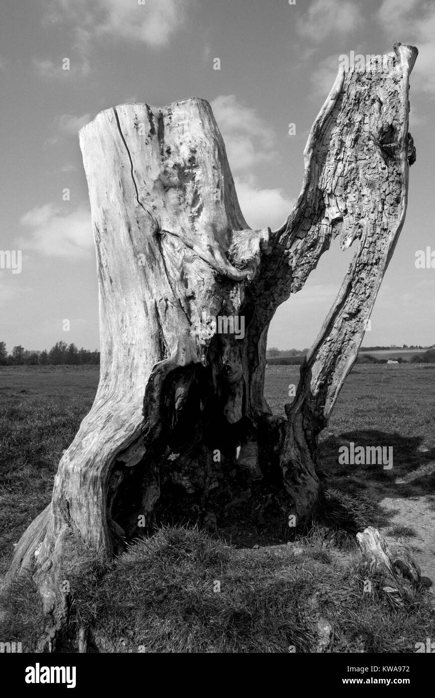 Ein Statuesque Suche Baum am Fluss Stour, Suffolk Stockfoto