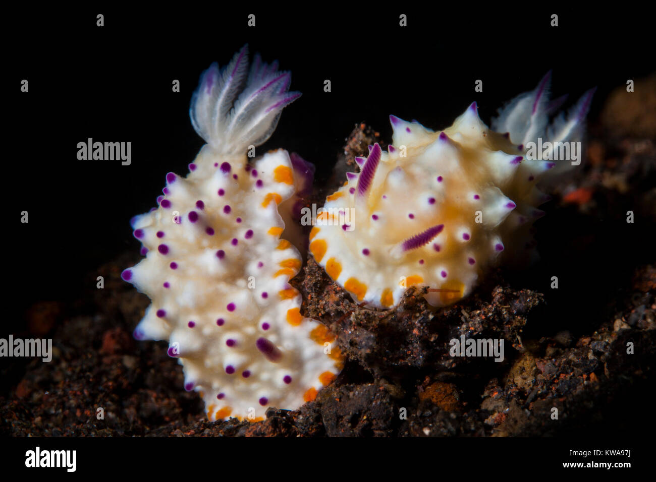 Glossodoris multituberculata Nacktschnecke Stockfoto