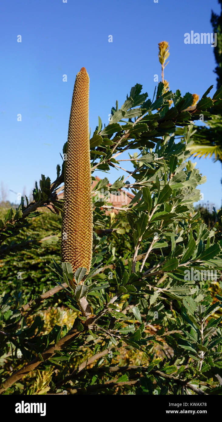 Cut-Leaf Banksia closeup 2. Stockfoto