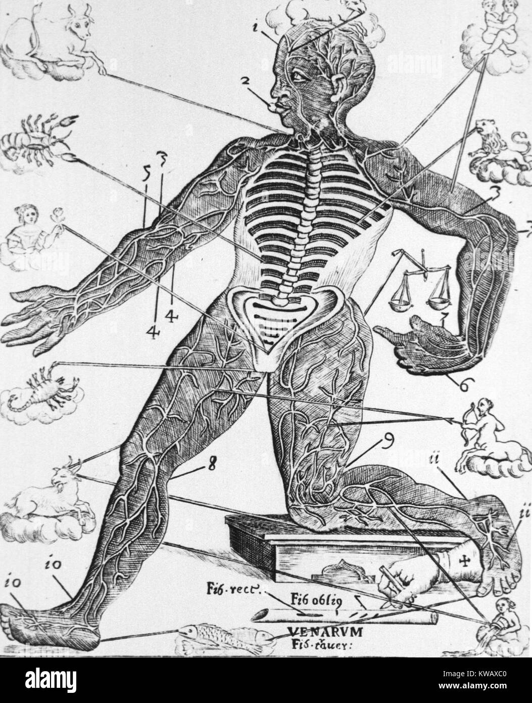 Menschliche Figur mit den Stacheln und die Rippen ausgesetzt sind, zeigen auch die großen Arterien und Venen der Extremitäten des Körpers und kostenlose Sternzeichen, 1690. Stockfoto