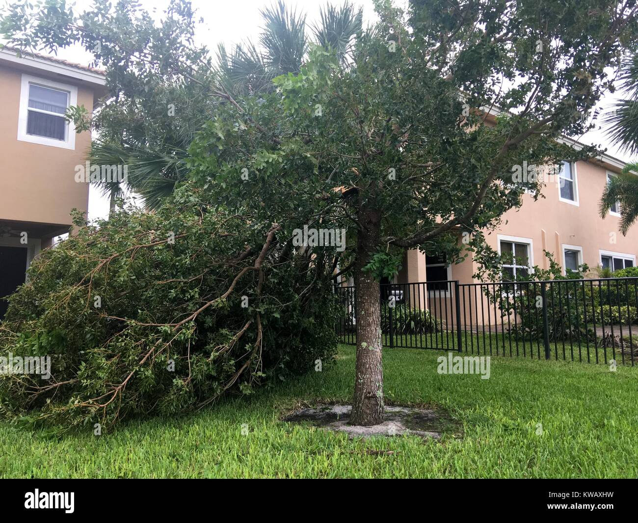 Beschädigte Baum in einem vorstädtischen Hinterhof in die Folgen des Hurrikans Matthäus in West Palm Beach, Florida, 7. Oktober 2016. Stockfoto