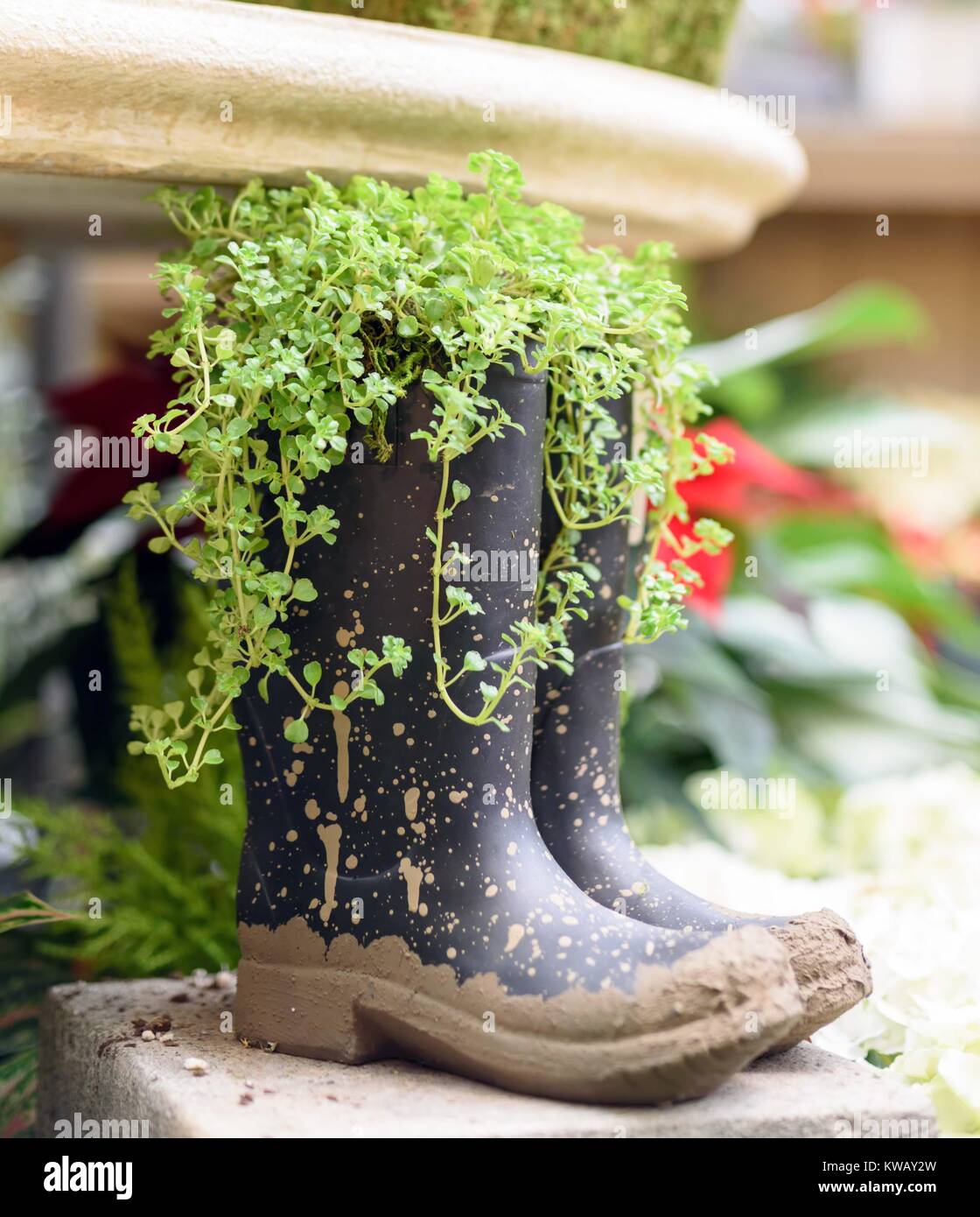 Nahaufnahme von Muddy Boots als Pflanzmaschine verwendet Stockfoto