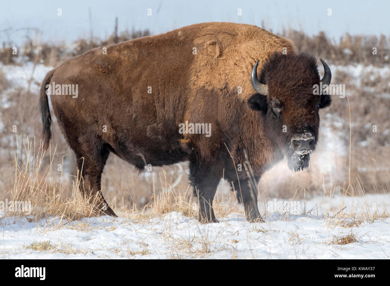 Männliche amerikanische Bison (Bison bison) an kalten Wintertag, Neal Smith National Wildlife Refuge, Iowa Stockfoto