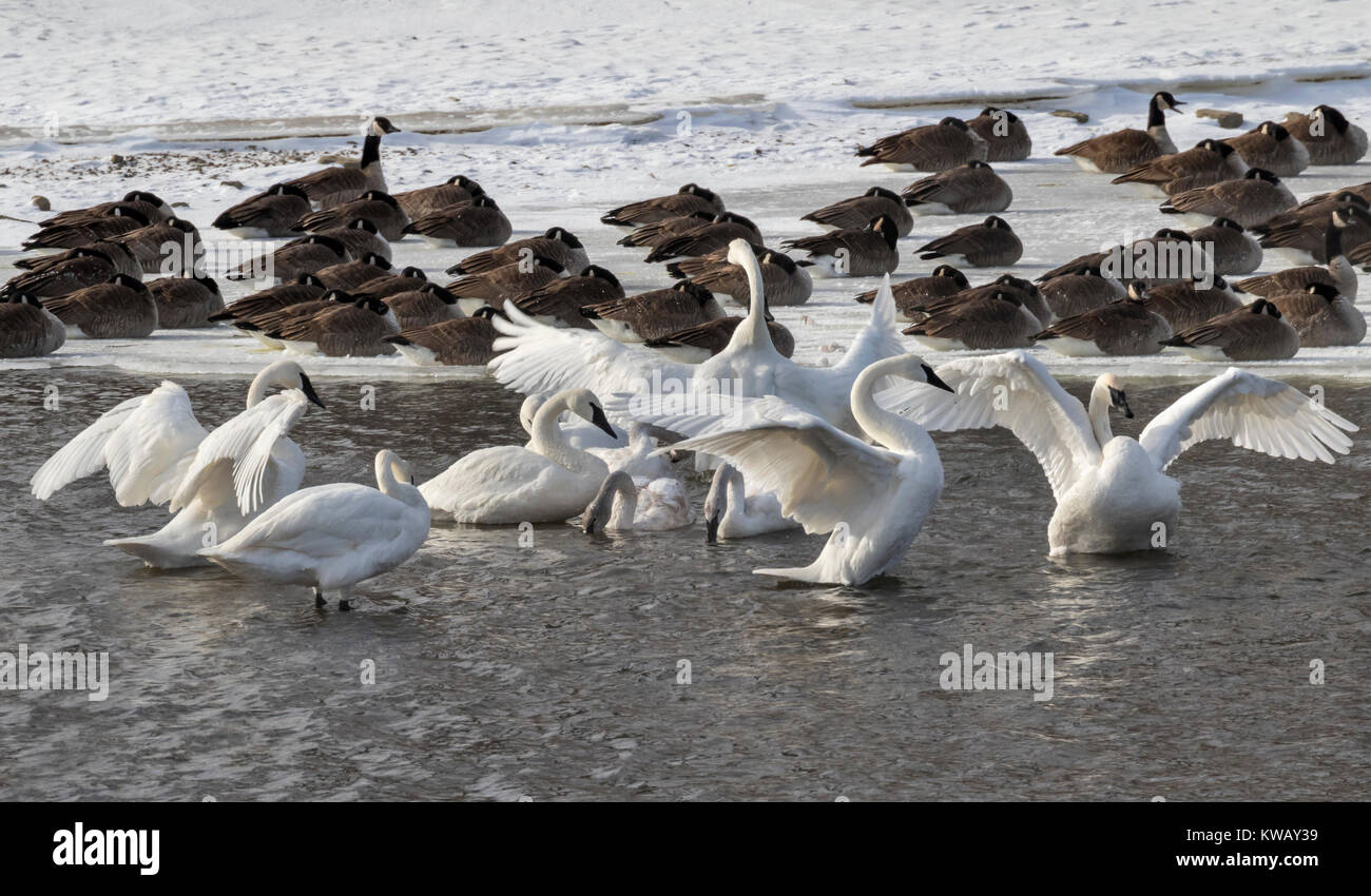 Trompeter Schwan (Cygnus buccinator) und Kanadagänse (Branta canadensis) bei der Bank von einem eiskalten Bach im Winter, Iowa Stockfoto