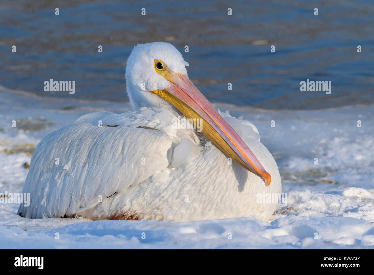 American White Pelican (Pelecanus erythrorhynchos) auf Schnee in die Nähe des Gefrierpunktes abkühlt See, Saylorville Lake, Iowa, USA Stockfoto