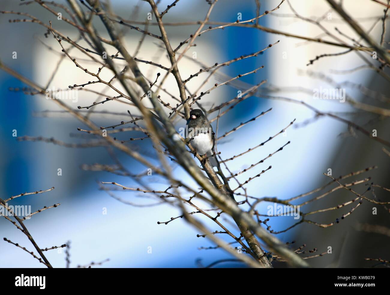 Dark-eyed Junco (Junco Hyemalis) auf einem Baum gehockt Stockfoto
