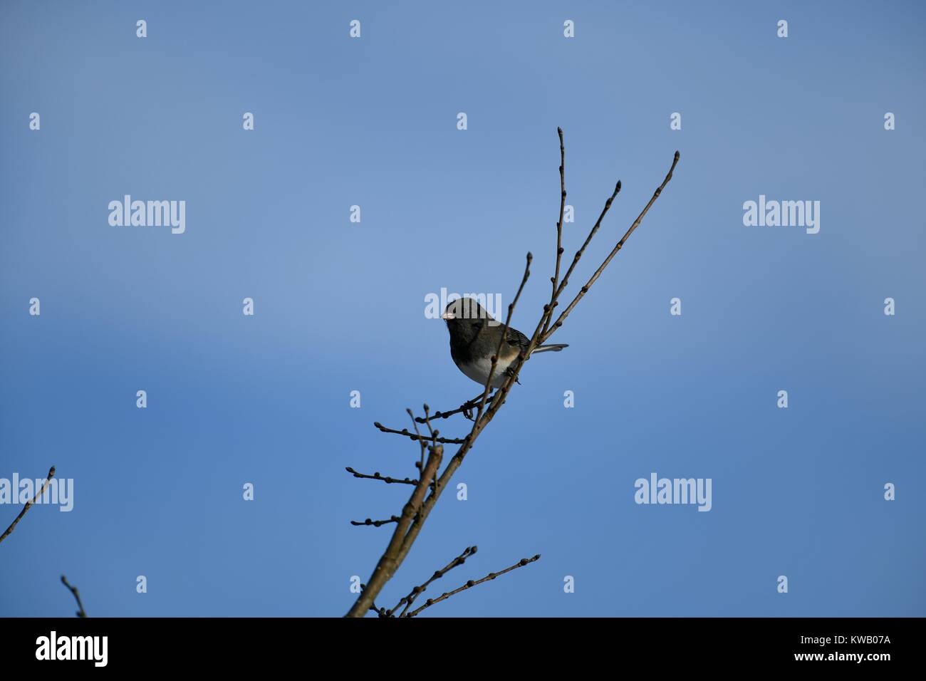 Dark-eyed Junco (Junco Hyemalis) auf einem Baum gehockt Stockfoto