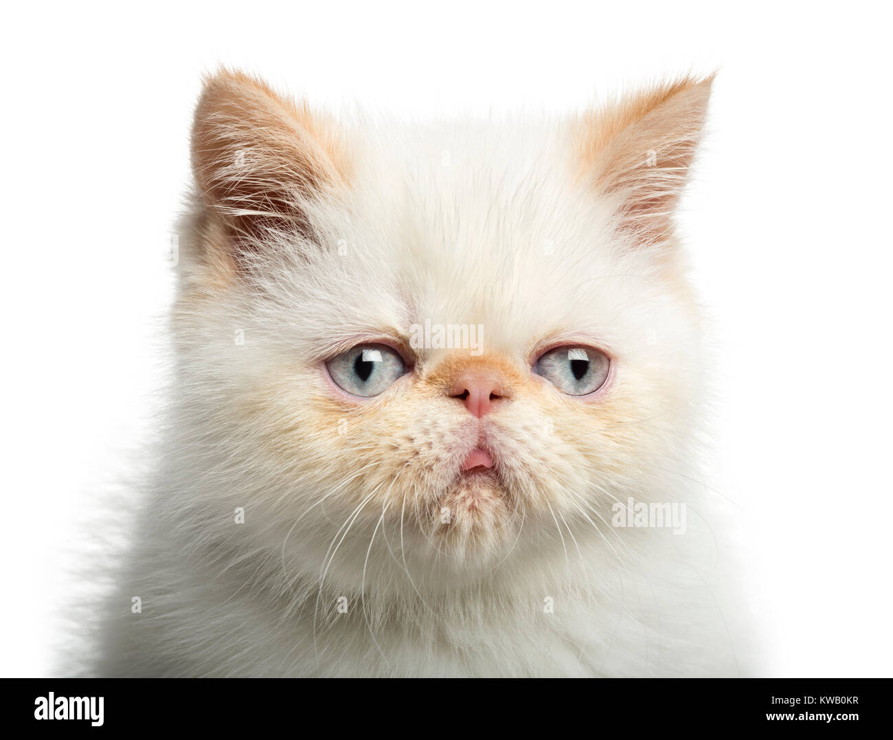 Nahaufnahme einer exotischen Kurzhaar Kätzchen, 2,5 Monate alt, weiß, isoliert Stockfoto