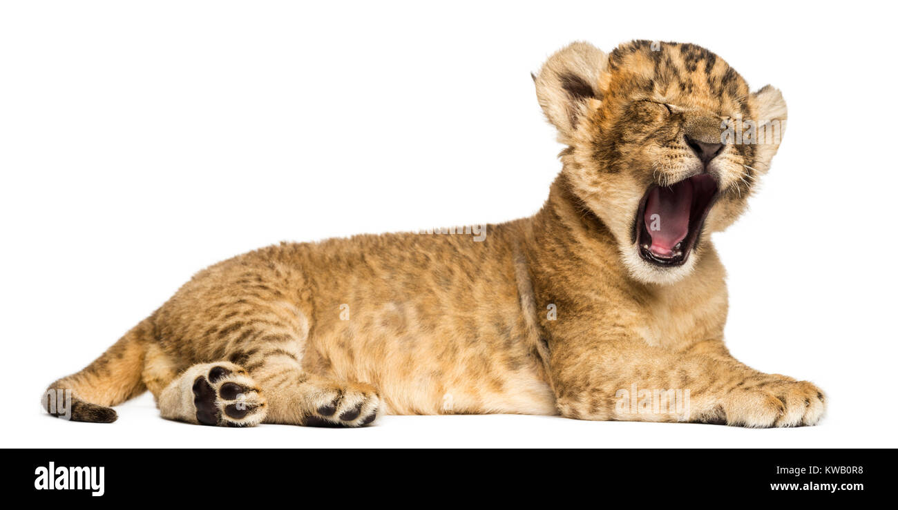 Lion cub liegend, Brüllen, 4 Wochen alt, isoliert auf weißem Stockfoto