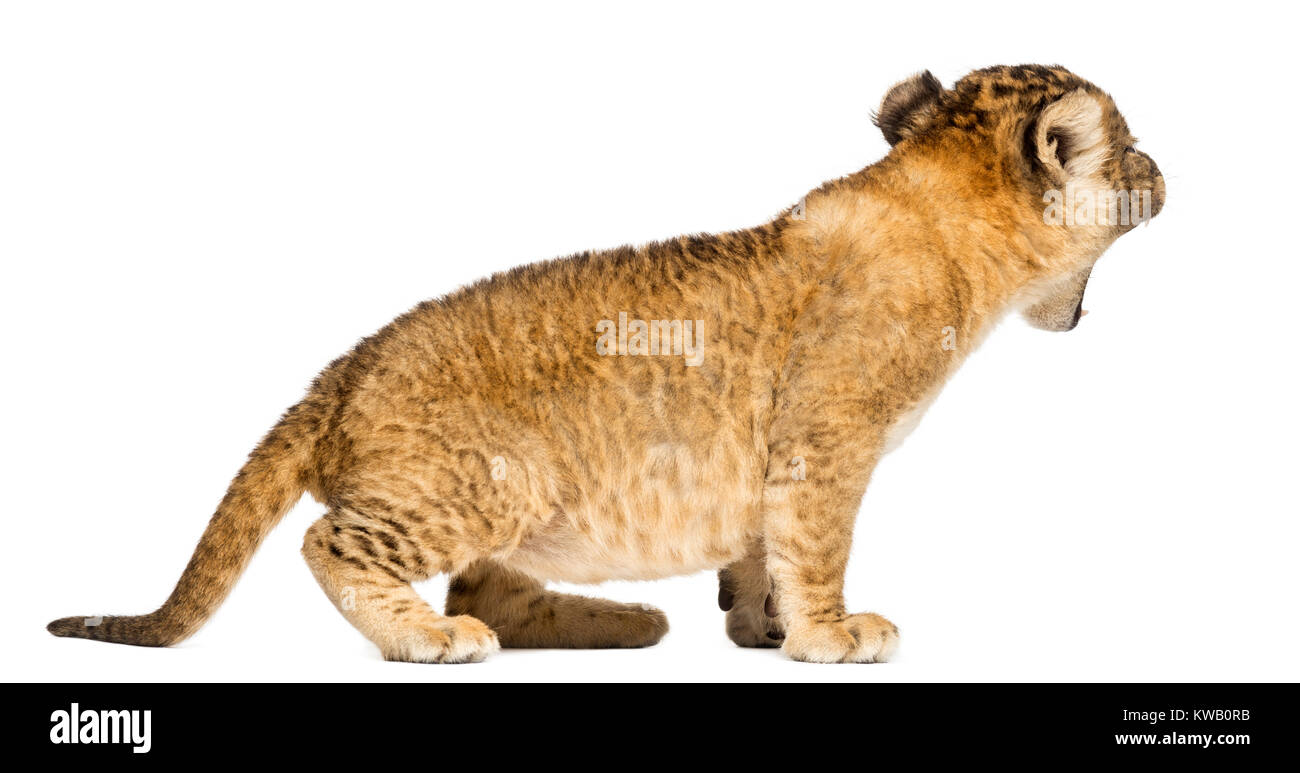Seitenansicht eines Lion cub Brüllen, 4 Wochen alt, isoliert auf weißem Stockfoto