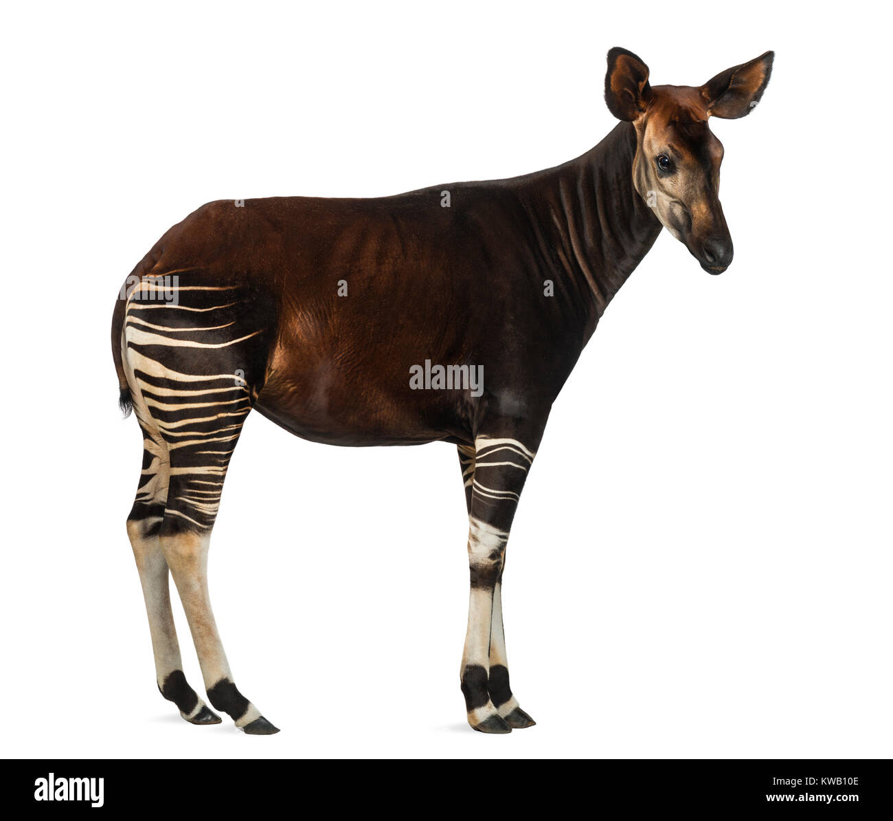 Seitenansicht einer Okapi stehend, Okapia johnstoni, isoliert auf weißem Stockfoto